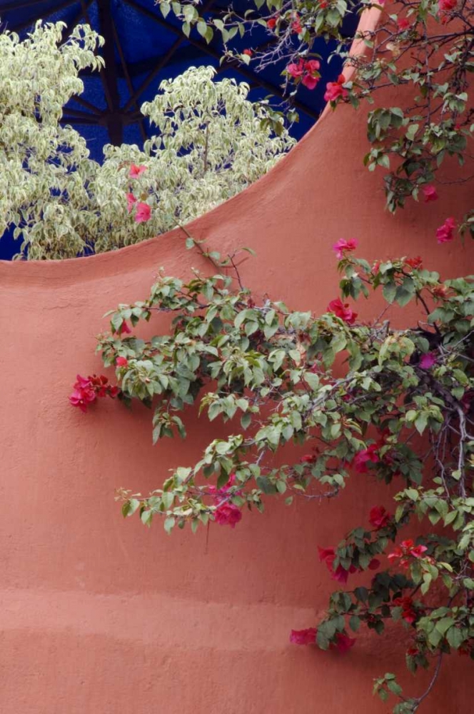 Mexico, Bougainvillea and stucco wall art print by Nancy Rotenberg for $57.95 CAD