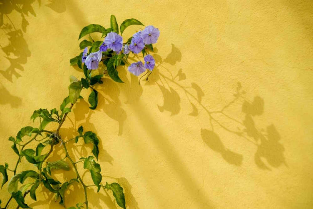 Mexico, Morning glory vine on stucco wall art print by Nancy Rotenberg for $57.95 CAD