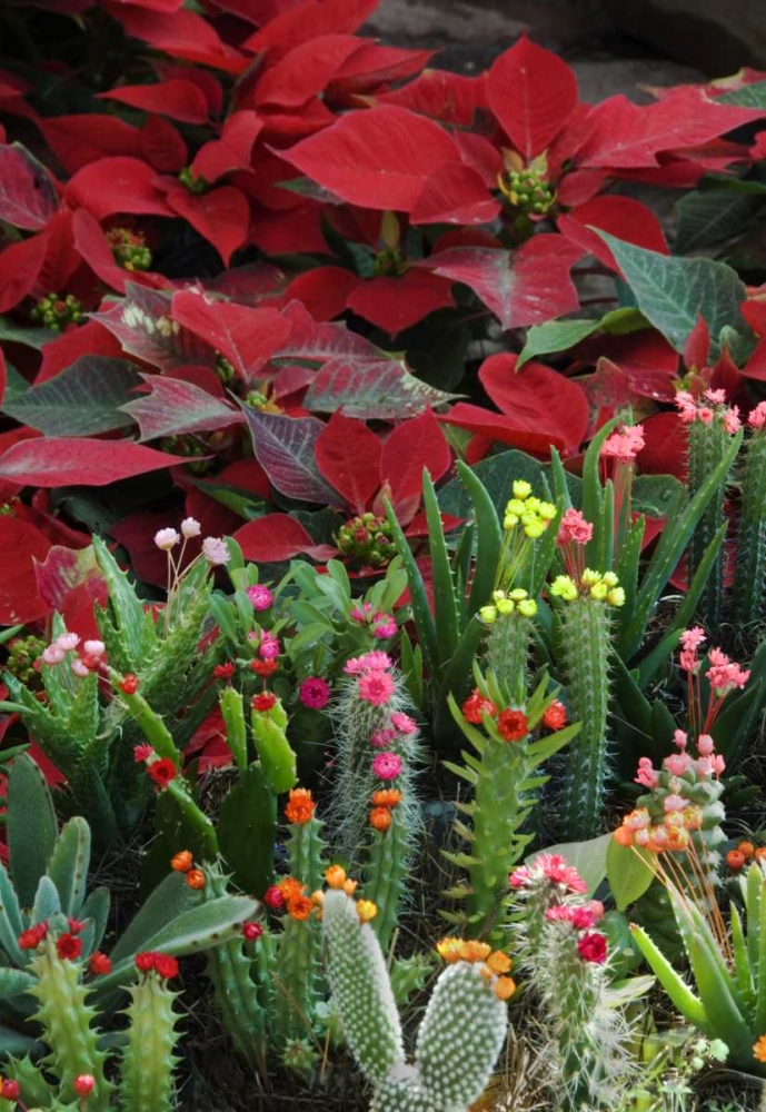 Mexico, Poinsettias with flowering cactus art print by Nancy Rotenberg for $57.95 CAD