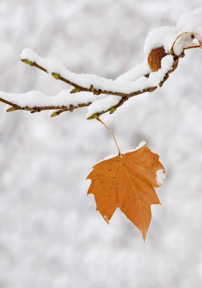Lone leaf clings to a snowy sycamore tree branch art print by Dennis Flaherty for $57.95 CAD