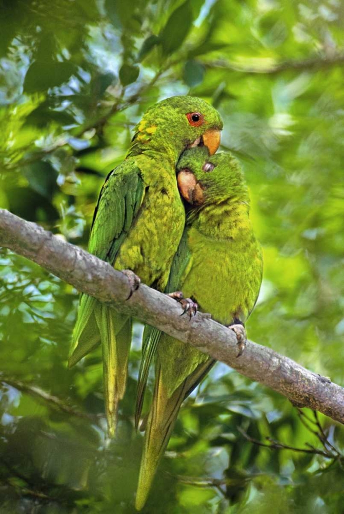 Mexico, Tamaulipas Pair of green parakeets preen art print by Dave Welling for $57.95 CAD