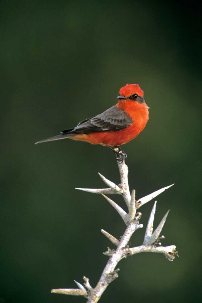 Mexico, Tamaulipas Vermillion flycatcher perched art print by Dave Welling for $57.95 CAD
