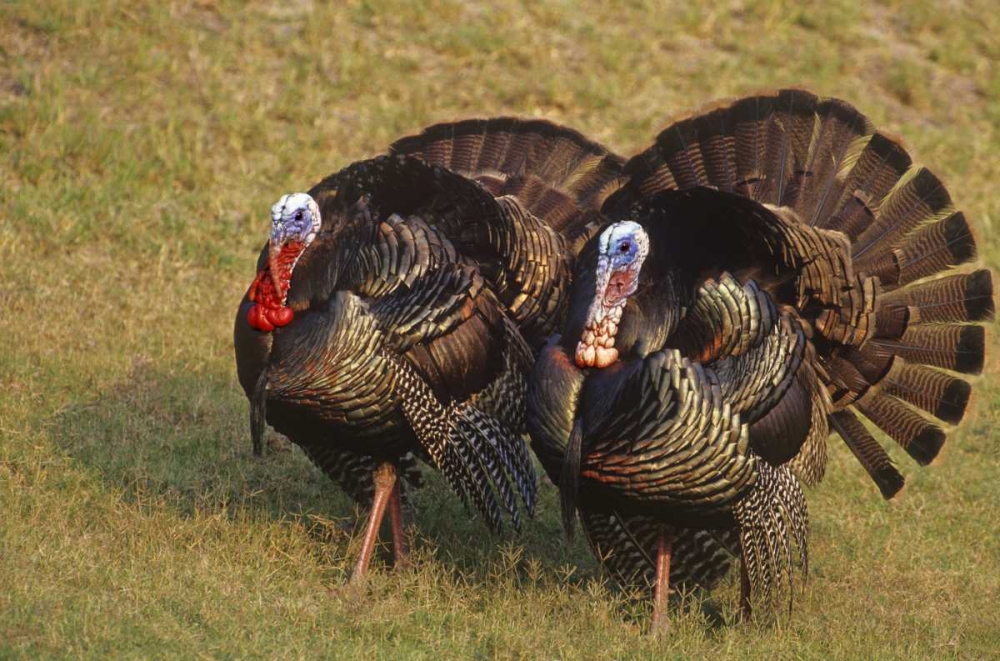 Mexico, Tamaulipas State Tom turkeys in display art print by Dave Welling for $57.95 CAD