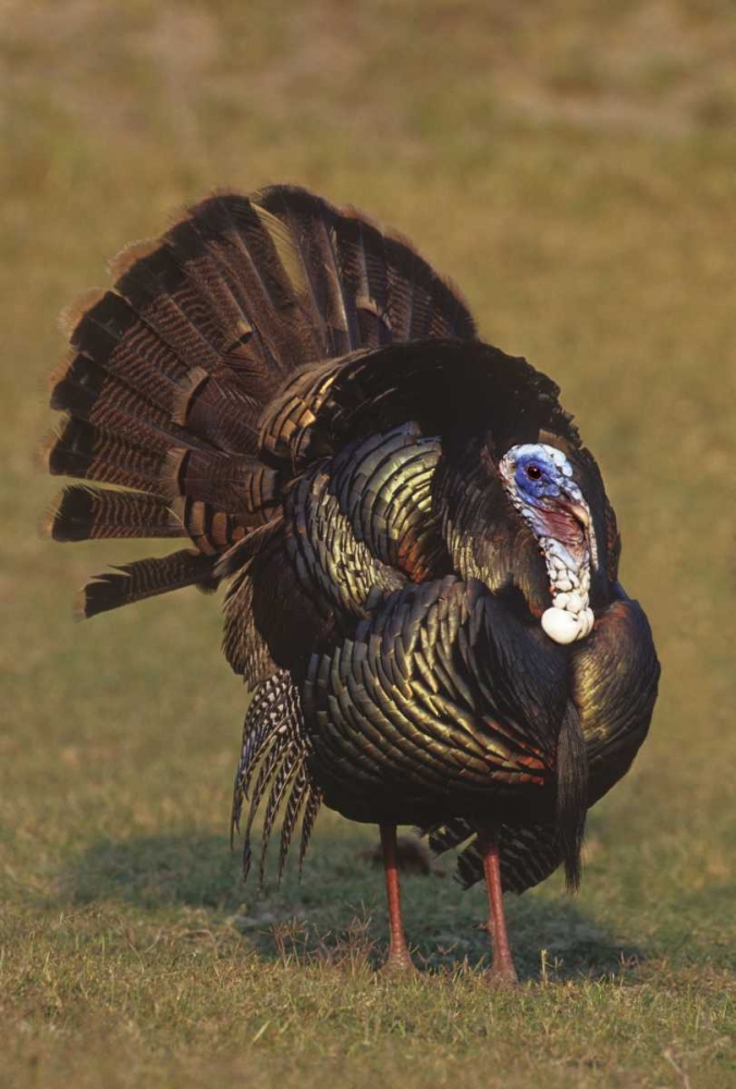 Mexico, Tamaulipas Tom turkey in mating display art print by Dave Welling for $57.95 CAD