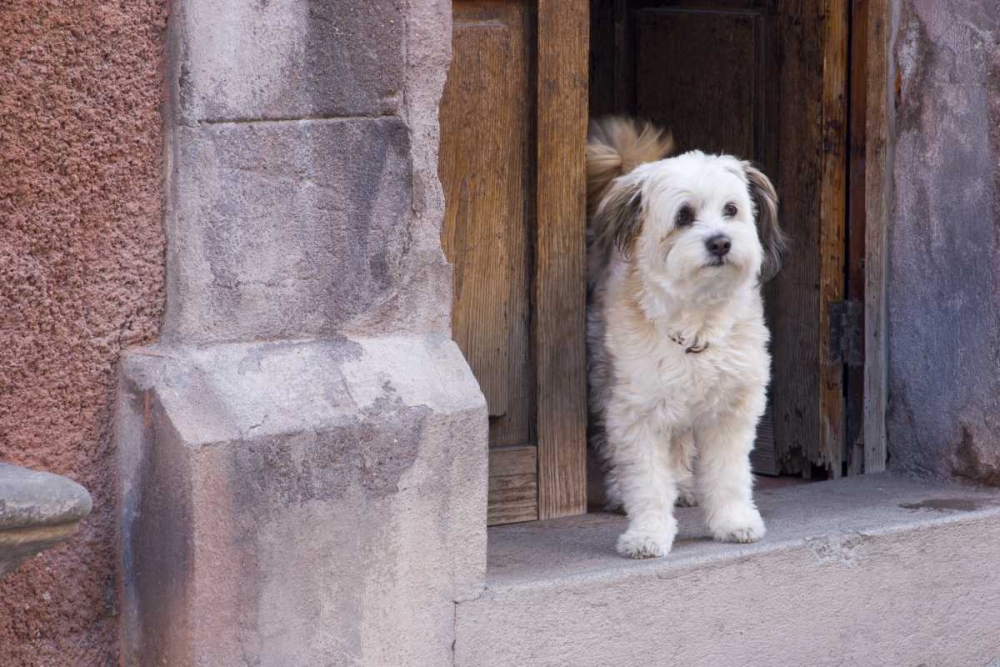 Mexico White dog standing in open doorway art print by Bill Young for $57.95 CAD