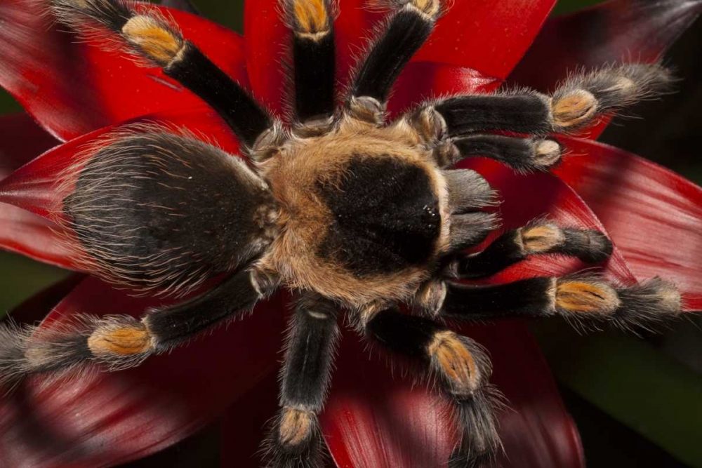 South America, Mexico Red-knee tarantula art print by Dennis Flaherty for $57.95 CAD