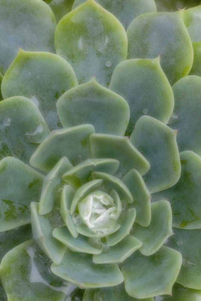 Mexico Succulent plant with dew drops art print by Don Paulson for $57.95 CAD