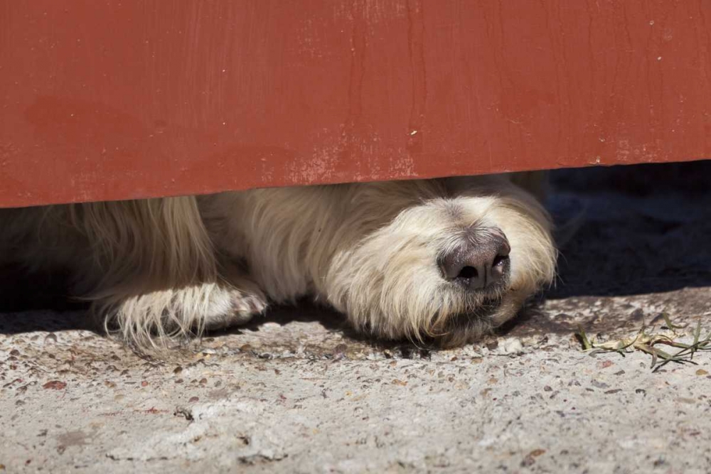 Mexico Dog with nose under door art print by Don Paulson for $57.95 CAD