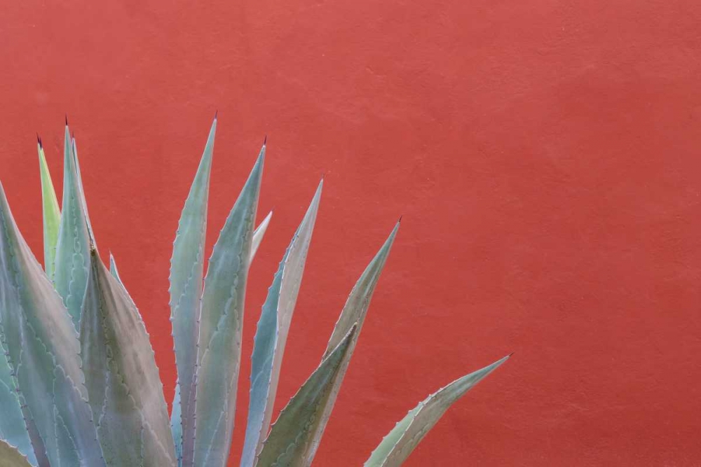 Mexico Agave plant next to colorful wall art print by Don Paulson for $57.95 CAD