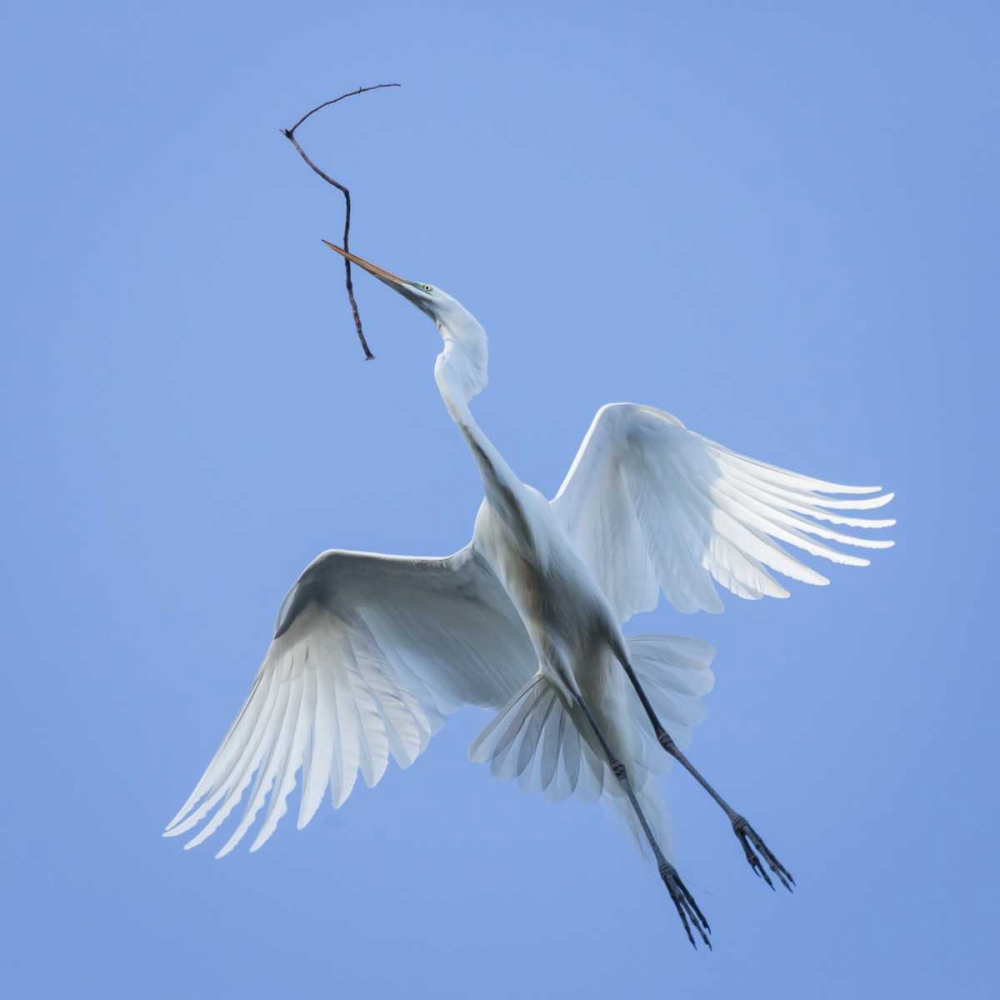 Mexico Great egret flying with nesting material art print by Don Paulson for $57.95 CAD