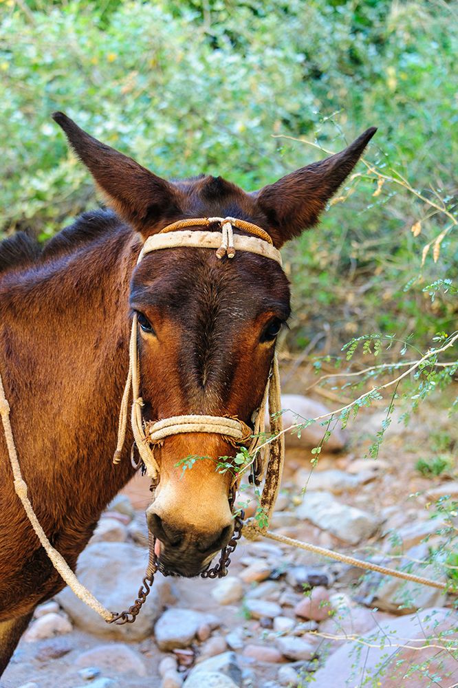 Mexico-Baja California Sur-Sierra de San Francisco. Mule with a traditional bridle. art print by Fredrik Norrsell for $57.95 CAD