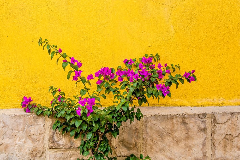 Plant against wall in Tlaquepaque-near Guadalajara-Jalisco-Mexico art print by Michael DeFreitas for $57.95 CAD