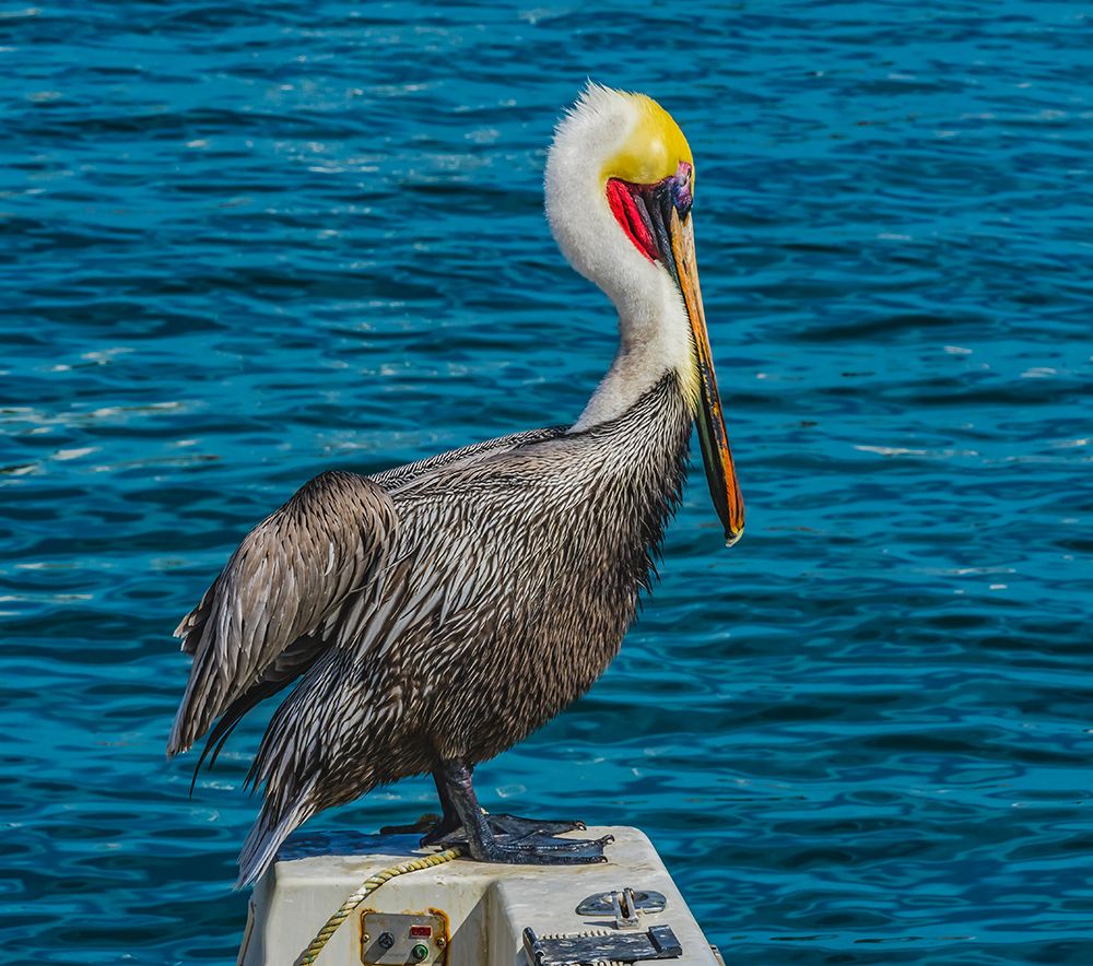 Brown pelican-Cabo San Lucas-Baja Mexico art print by William Perry for $57.95 CAD