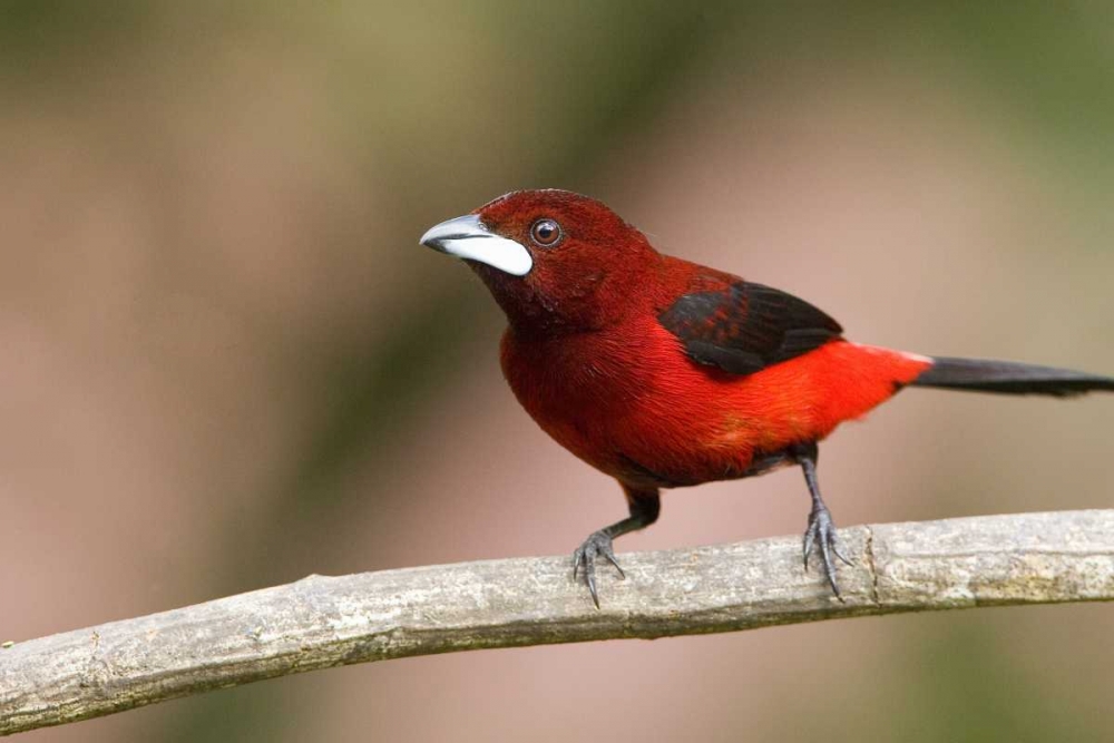 Panama Canal Zone Crimson-backed tanager on limb art print by Joanne Williams for $57.95 CAD