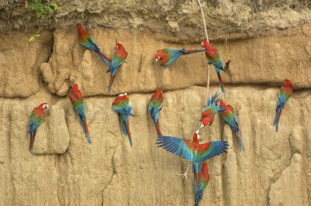 Peru, Amazon, Red and green macaws eating clay art print by Dennis Kirkland for $57.95 CAD