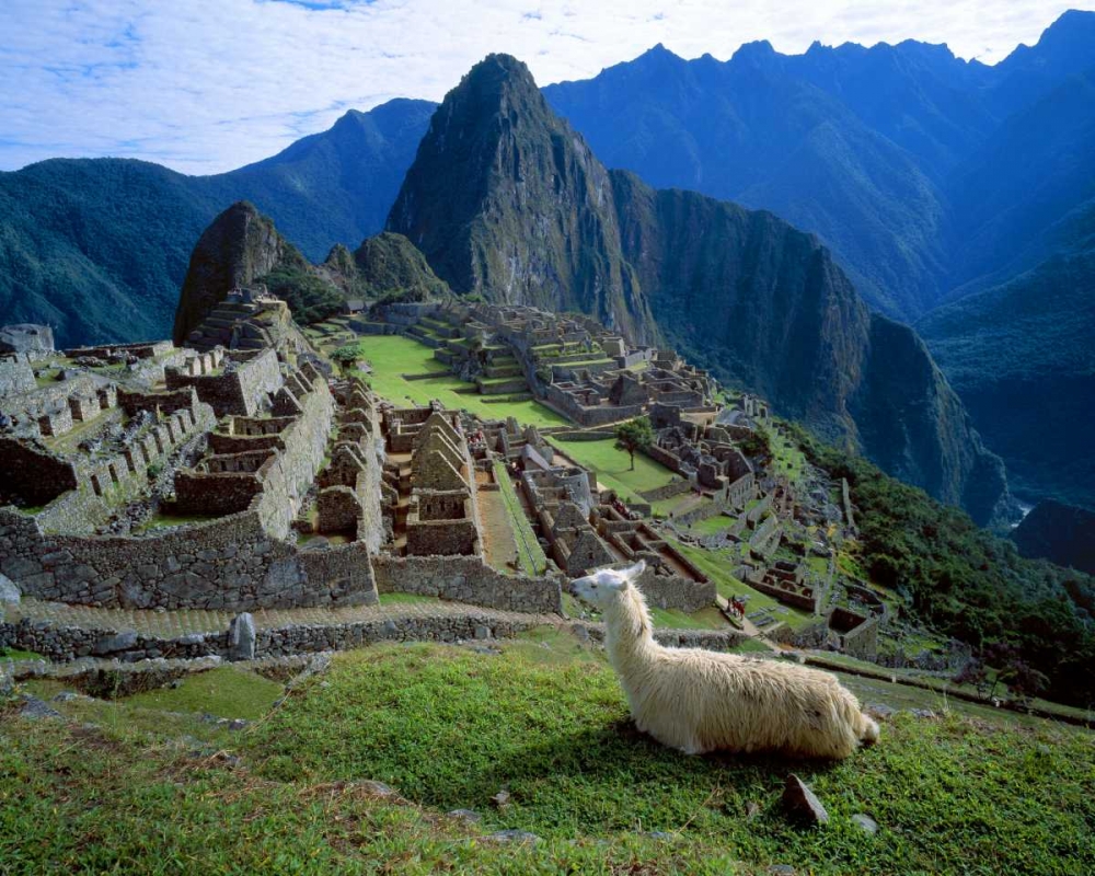Peru A llama on a hill overlooking Machu Picchu art print by Jim Zuckerman for $57.95 CAD