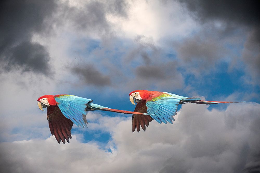Peru-Amazon Red and green macaws in flight art print by Jaynes Gallery for $57.95 CAD
