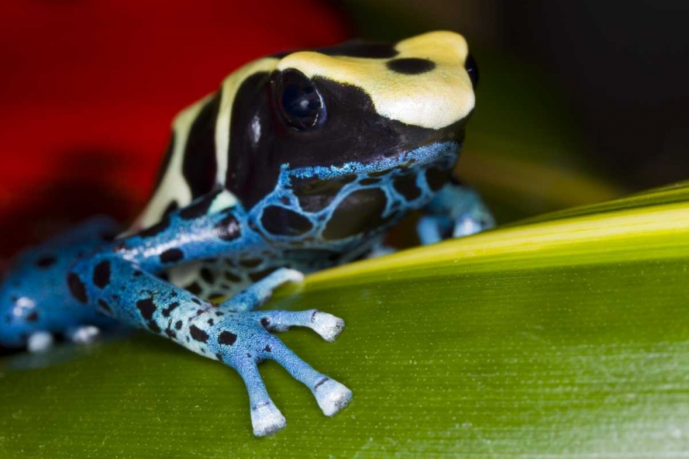 Republic of Surinam Poison dart frog on leaf art print by Jim Zuckerman for $57.95 CAD