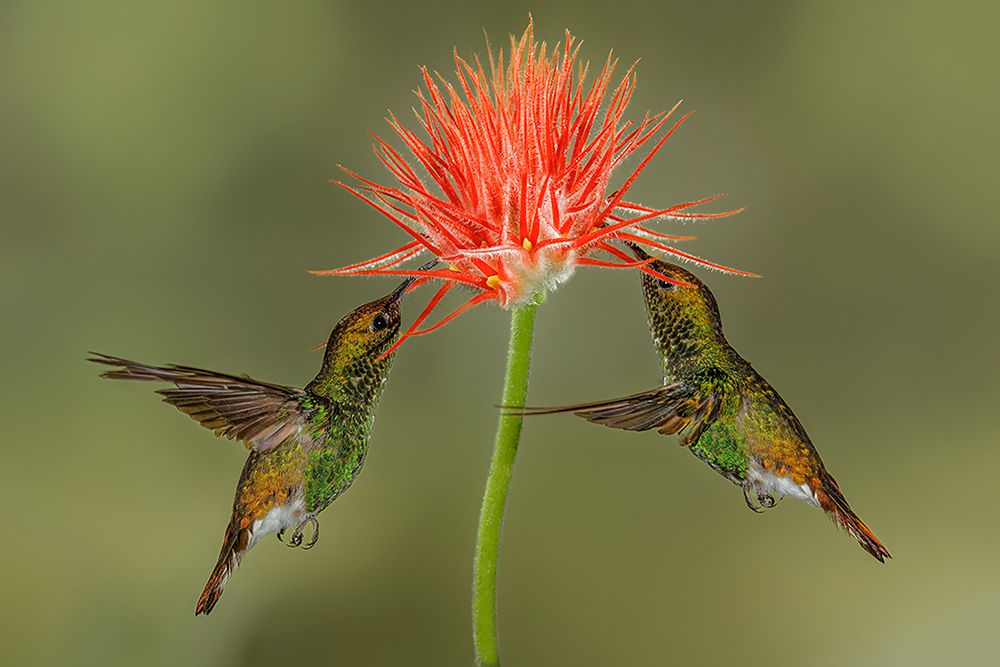 Pair of Coppery Headed Emerald hummingbirds feeding on flower-Costa Rica art print by Adam Jones for $57.95 CAD
