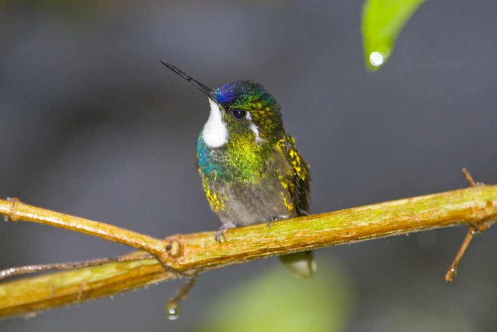 Costa Rica Male white-throated mountain-gem art print by Fred Lord for $57.95 CAD
