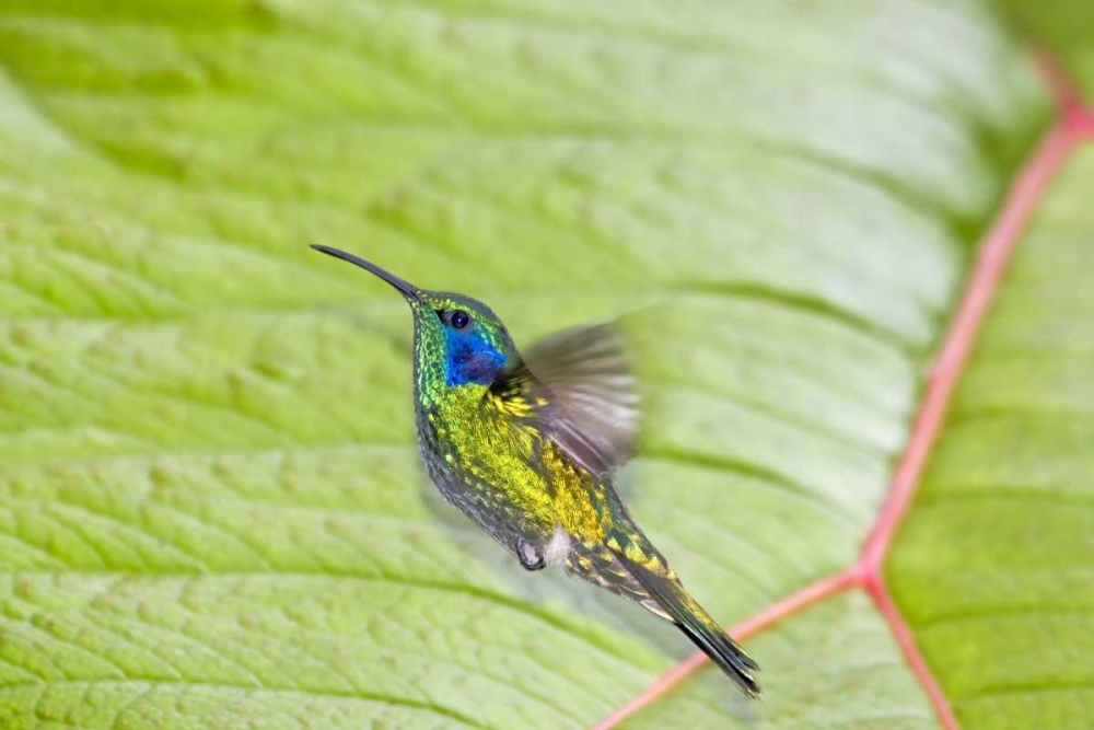 Costa Rica Green violet-ear hummingbird art print by Fred Lord for $57.95 CAD