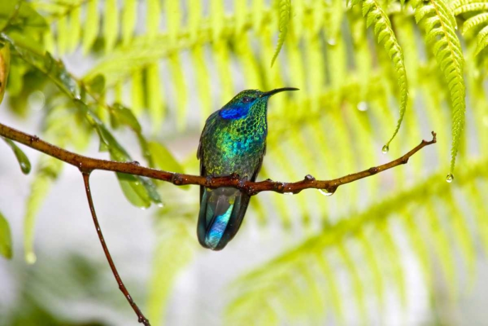 Costa Rica Green violet-ear hummingbird on limb art print by Fred Lord for $57.95 CAD