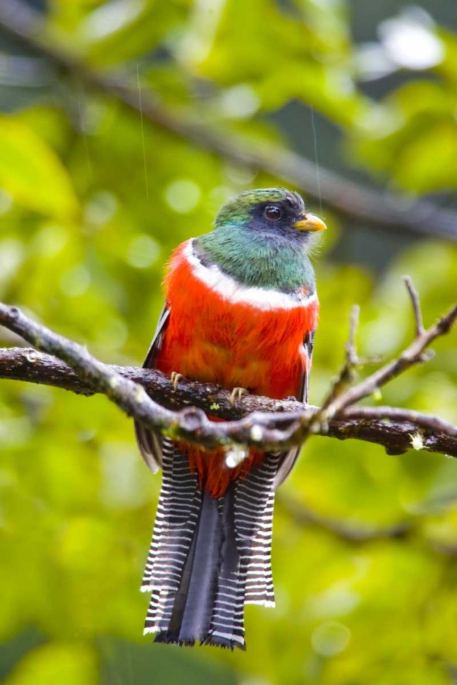 Costa Rica, Rio Savegre Male collared trogon art print by Fred Lord for $57.95 CAD