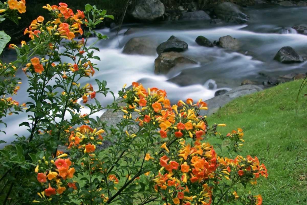 Costa Rica, Savegre River Valley Wildflowers art print by Cathy and Gordon Illg for $57.95 CAD