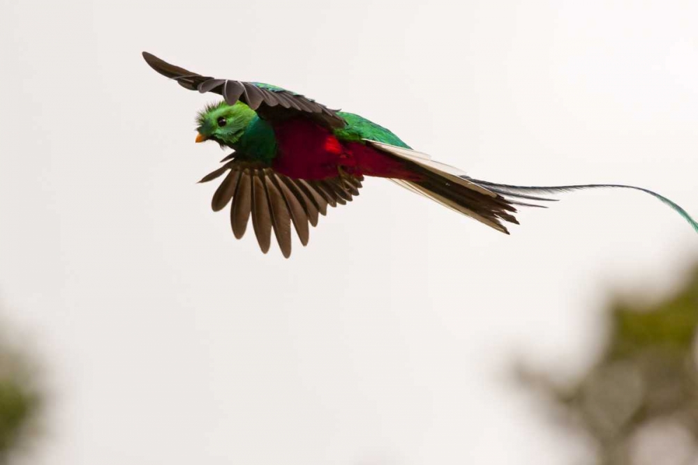 Costa Rica Resplendent quetzal in flight art print by Cathy and Gordon Illg for $57.95 CAD