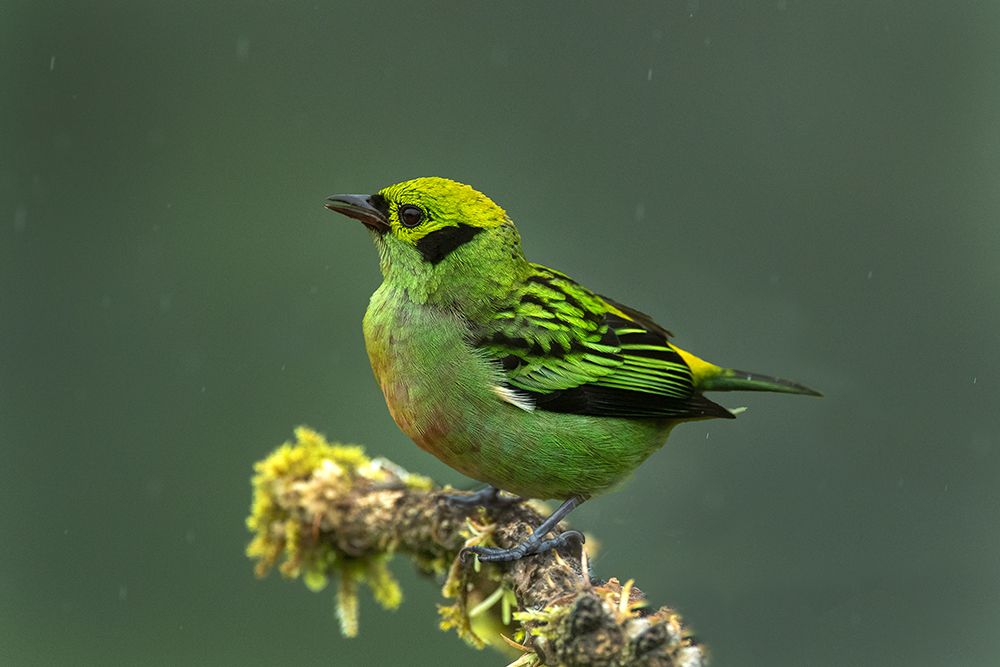 Costa Rica-Emerald tanager bird close-up art print by Jaynes Gallery for $57.95 CAD