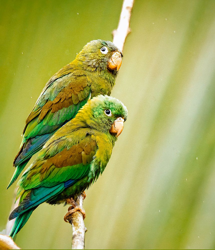Costa Rica-parakeet perched art print by George and Marilu Theodore for $57.95 CAD