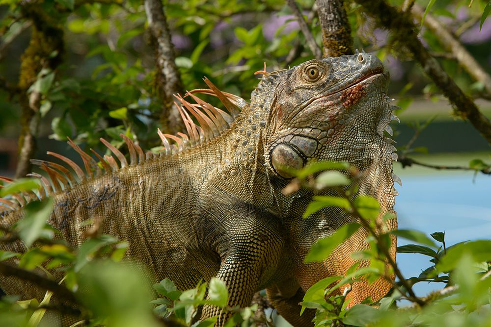 Costa Rica-iguana art print by George and Marilu Theodore for $57.95 CAD
