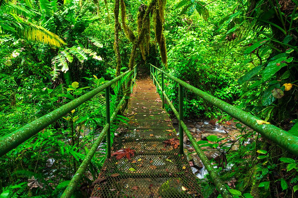 Bridge over a jungle stream, Alajuela Province, Costa Rica art print by Russ Bishop for $57.95 CAD