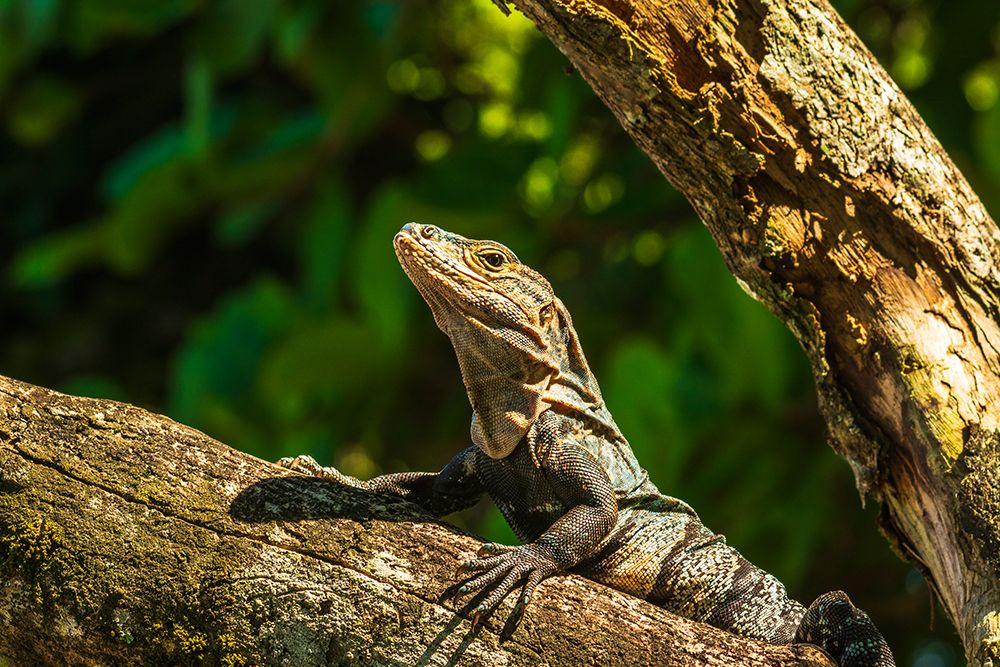 Iguana Manuel Antonio National Park, Puntarenas Province, Quepos, Costa Rica art print by Russ Bishop for $57.95 CAD