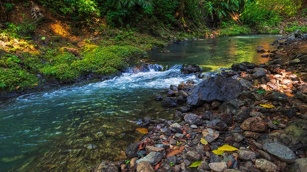 Forest stream in Corcovado National Park, Puntarenas Province, Costa Rica art print by Russ Bishop for $57.95 CAD