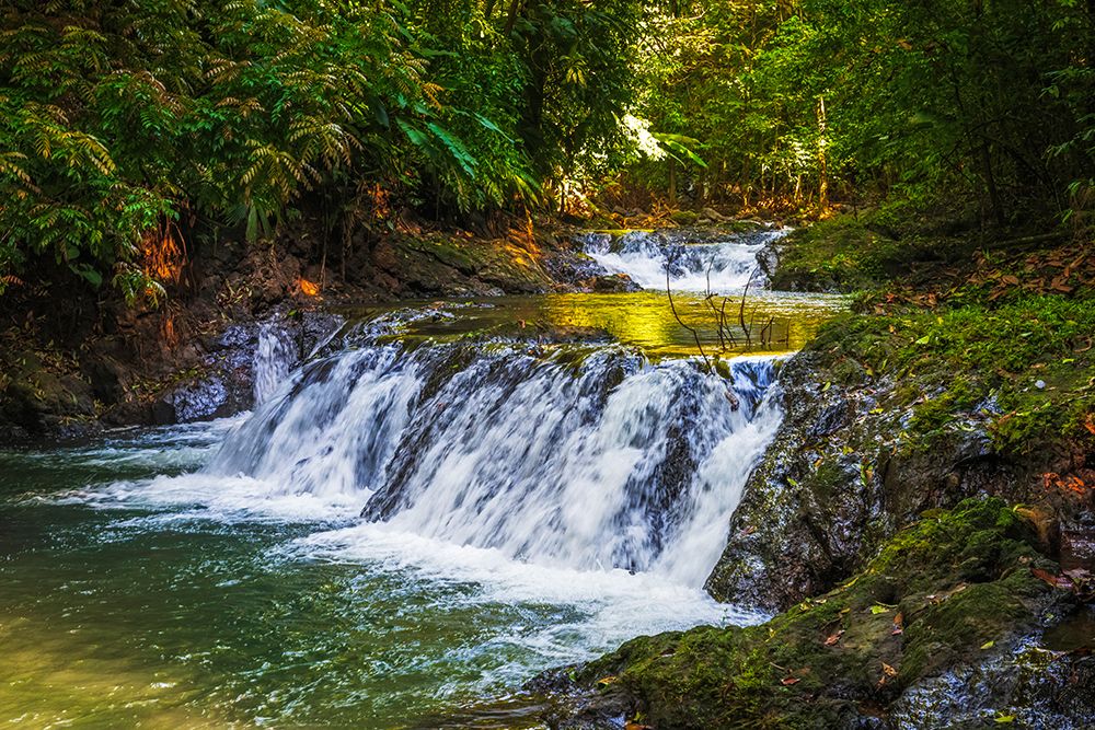 Forest stream in Corcovado National Park, Puntarenas Province, Costa Rica art print by Russ Bishop for $57.95 CAD