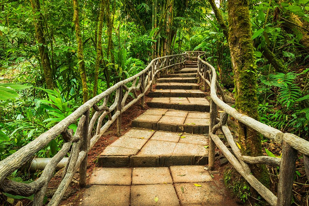Forest trail at La Paz Waterfall Gardens, Alajuela Province, Costa Rica. art print by Russ Bishop for $57.95 CAD