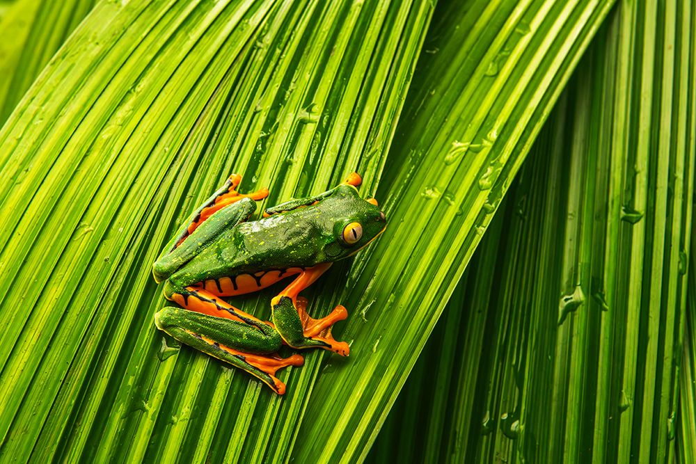 Yellow-eyed tree frog, La Paz Waterfall Gardens, Alajuela Province, Costa Rica art print by Russ Bishop for $57.95 CAD