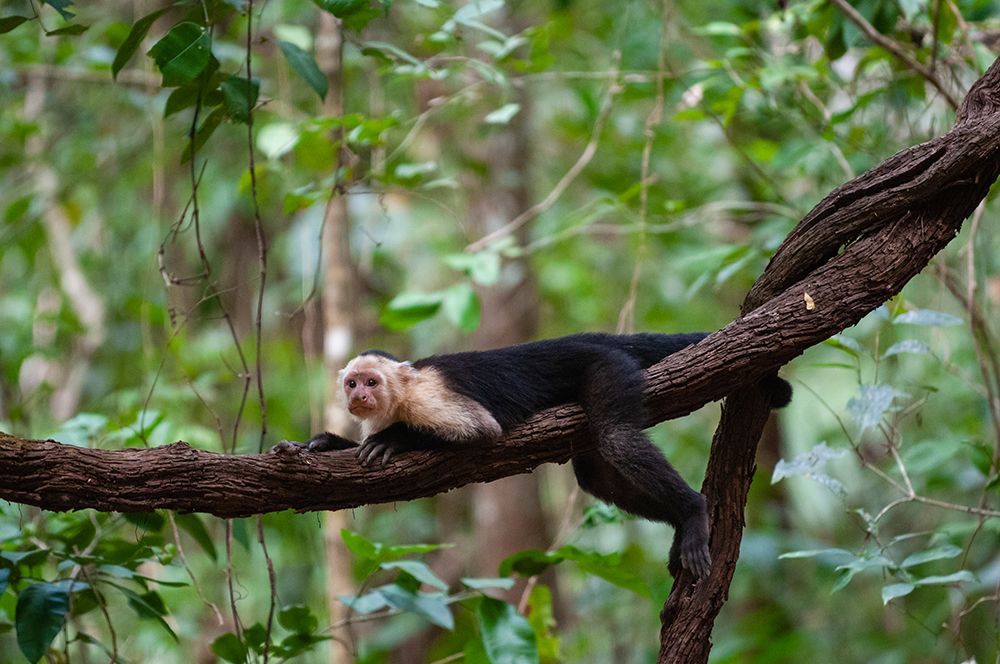 Portrait of a white-faced capuchin monkey lying on a vine Curu Wildlife Reserve-Costa Rica art print by Sergio Pitamitz for $57.95 CAD