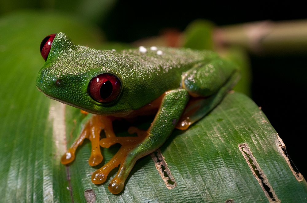 Close-up portrait of a red-eyed tree frog Manuel Antonio National Park-Costa Rica art print by Sergio Pitamitz for $57.95 CAD