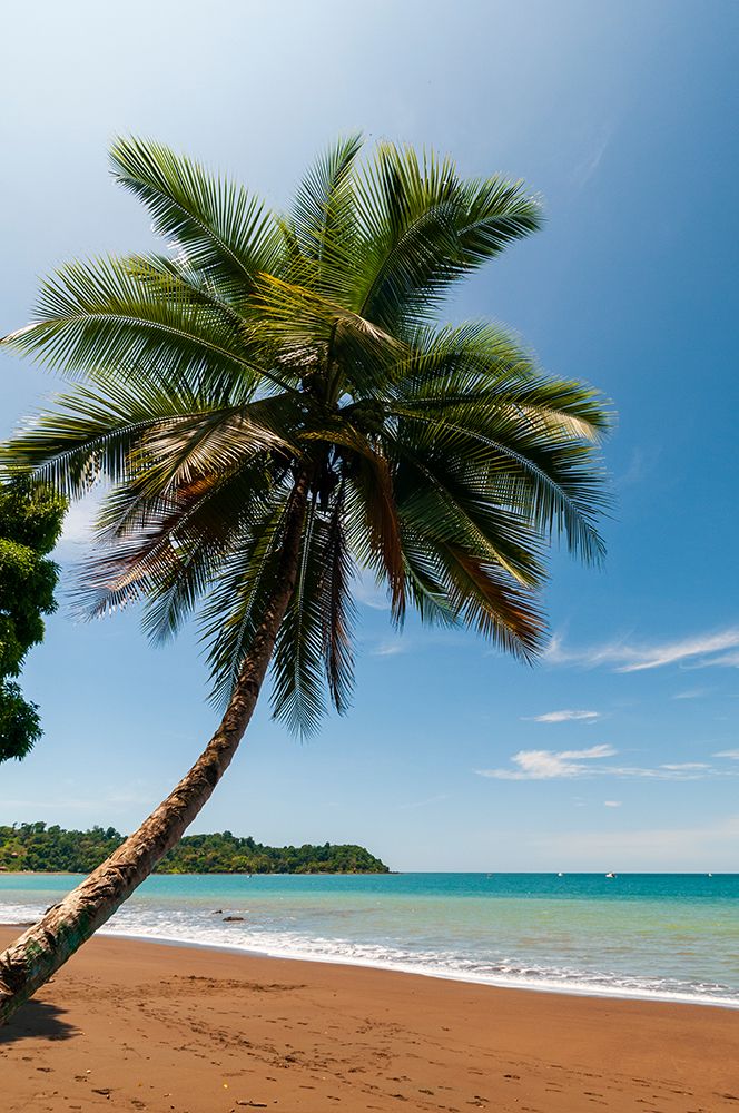 A palm tree on a pristine tropical beach Drake Bay-Osa Peninsula-Costa Rica art print by Sergio Pitamitz for $57.95 CAD