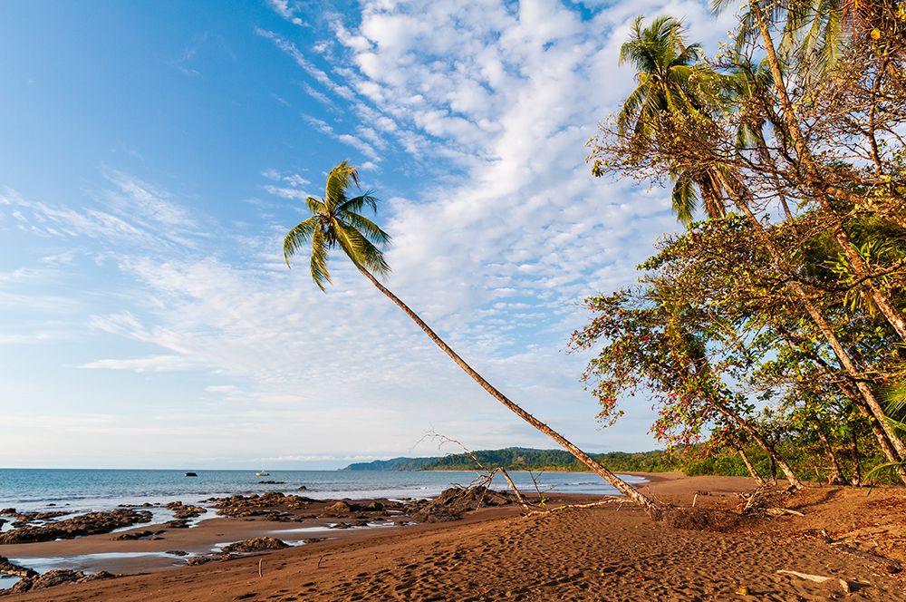 The sandy beach with palm trees and wispy clouds overhead Drake Bay-Osa Peninsula-Costa Rica art print by Sergio Pitamitz for $57.95 CAD
