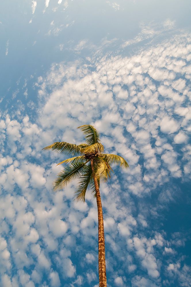 A palm tree with a sky full of puffy little clouds over head Drake Bay-Osa Peninsula-Costa Rica art print by Sergio Pitamitz for $57.95 CAD