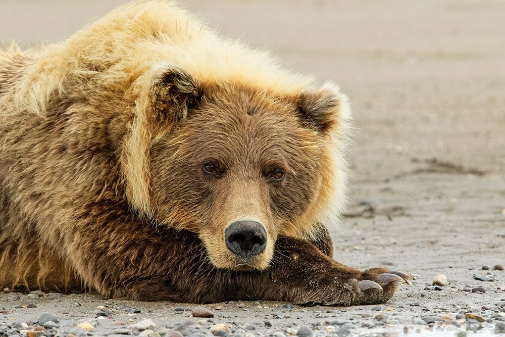 Brown bear resting on the beach-Silver Salmon Creek-Lake Clark National Park-Alaska art print by Adam Jones for $57.95 CAD
