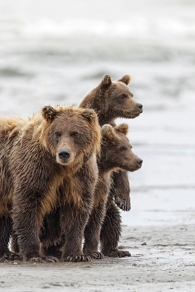 Female Brown bear and cubs-Silver Salmon Creek-Lake Clark National Park-Alaska art print by Adam Jones for $57.95 CAD