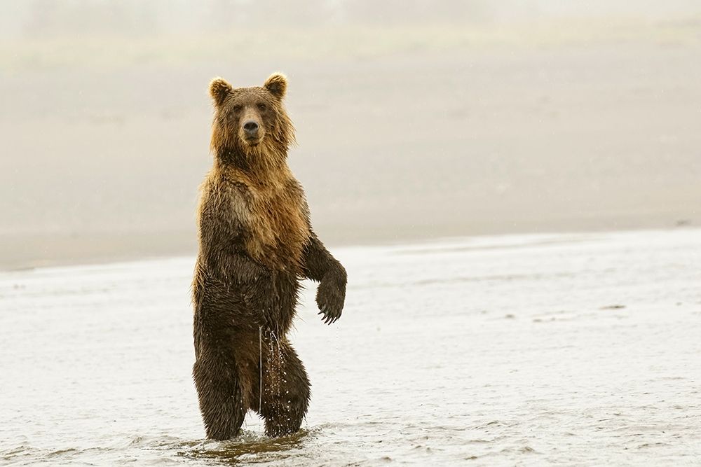 Brown bear standing upright-Silver Salmon Creek-Lake Clark National Park-Alaska art print by Adam Jones for $57.95 CAD