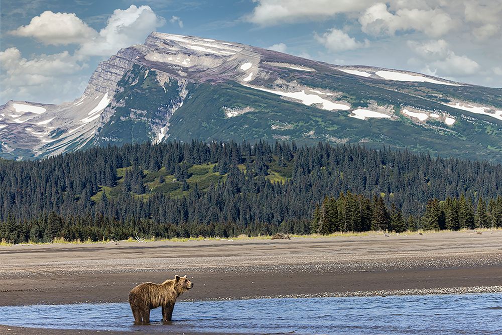 Grizzly bear in landscape with mountain-Lake Clark National Park and Preserve-Alaska art print by Adam Jones for $57.95 CAD