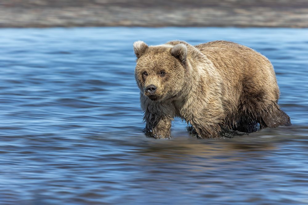 Grizzly bear cub-Lake Clark National Park and Preserve-Alaska art print by Adam Jones for $57.95 CAD