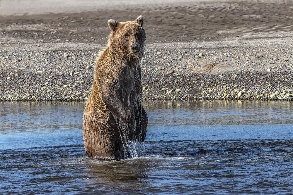 Grizzly bear standing while fishing-Lake Clark National Park and Preserve-Alaska art print by Adam Jones for $57.95 CAD