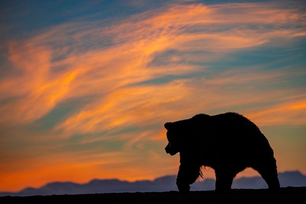 Adult grizzly bear silhouetted on beach at sunrise-Lake Clark National Park and Preserve art print by Adam Jones for $57.95 CAD